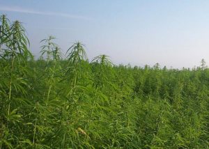 Hemp Field | My First Lesson in Message Framing